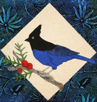 Blue Stellar Jay