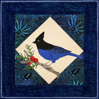 Blue Stellar Jay
