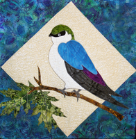 Violet Green Swallow