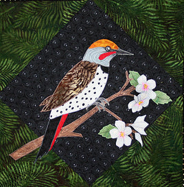 Northern Flicker