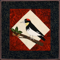 Acorn Woodpecker